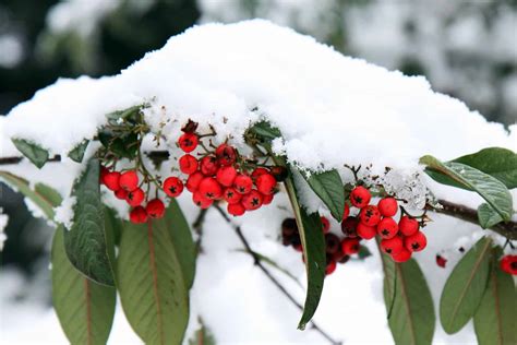 Plants For Winter Interest